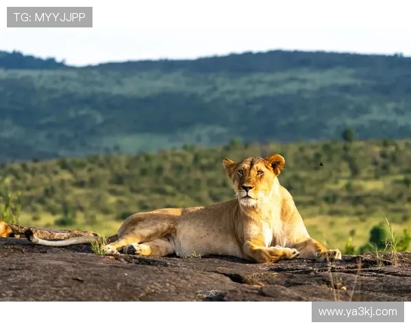 马赛老板松口:渴望留住核心却无奈放权,格林伍德拉比奥特命运何去何从?(1) 马赛老板松口:渴望留住核心却无奈放权,格林伍德拉比奥特命运何去何从?(1)